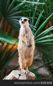meerkat on a background of palm trees