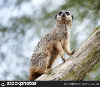 Meerkat on lookout on tree