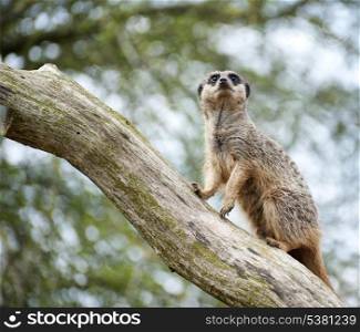 Meerkat on lookout on tree