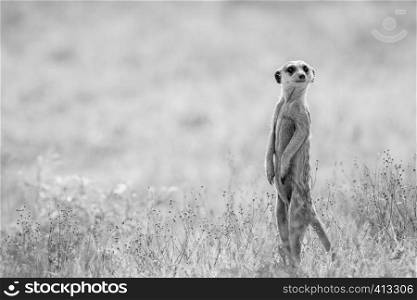 Meerkat on the look out in black and white in the Kalagadi Transfrontier Park, South Africa.