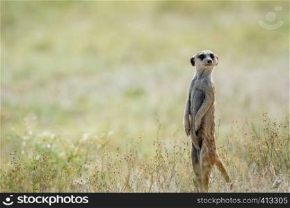 Meerkat on the look out in the Kalagadi Transfrontier Park, South Africa.