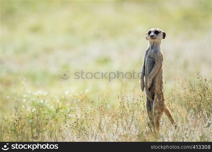 Meerkat on the look out in the Kalagadi Transfrontier Park, South Africa.
