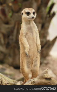 Meerkat or Suricata suricatta in the zoo