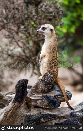 Meerkat or Suricate.