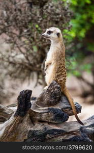 Meerkat or Suricate.