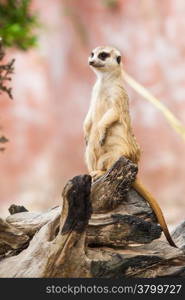 Meerkat or Suricate.