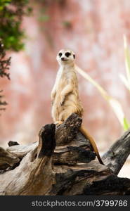 Meerkat or Suricate.