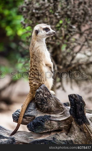 Meerkat or Suricate.