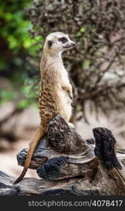 Meerkat or Suricate.