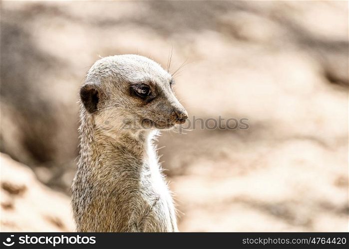Meerkat or Suricate (Suricata Suricatta) in Africa
