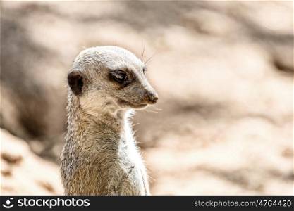 Meerkat or Suricate (Suricata Suricatta) in Africa