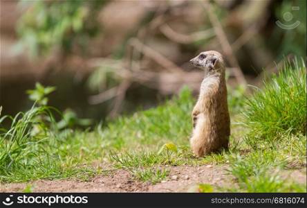 Meerkat portrait, on the watch in the green grass