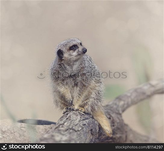 Meerkat Sitting on a Branch
