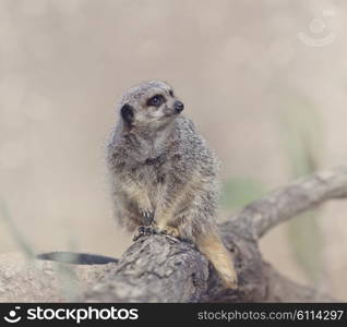Meerkat Sitting on a Branch