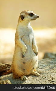 Meerkat standing