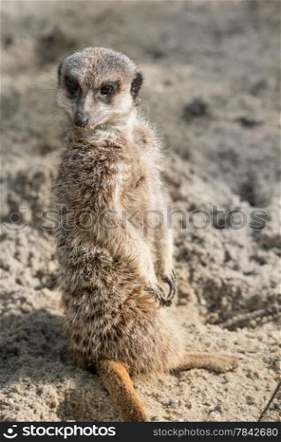 Meerkat standing guard