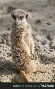 Meerkat standing guard