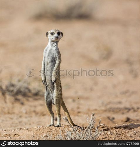 Meerkat standing up in alert in desert in Kgalagadi transfrontier park, South Africa; specie Suricata suricatta family of Herpestidae. Meerkat in Kgalagadi transfrontier park, South Africa