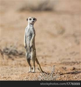 Meerkat standing up in alert in desert in Kgalagadi transfrontier park, South Africa; specie Suricata suricatta family of Herpestidae. Meerkat in Kgalagadi transfrontier park, South Africa