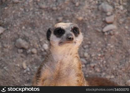 Meerkat - (Suricata suricatta)