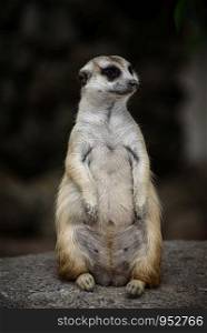 meerkat, Suricata suricatta living on ground