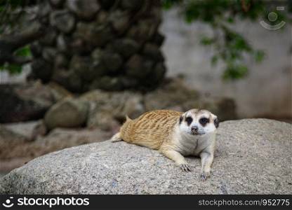 meerkat, Suricata suricatta living on ground
