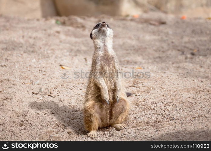 meerkat (Suricata suricatta) sitting on sand ground for guarding and safety