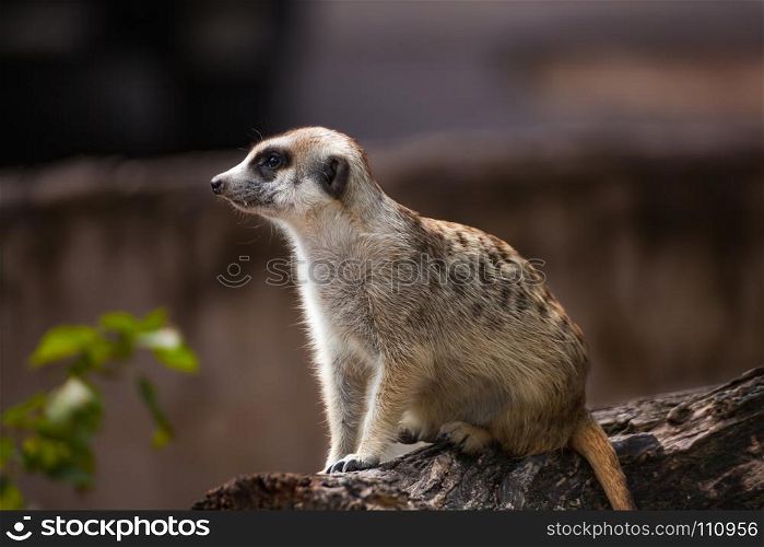 meerkat (Suricata suricatta) sitting on the timber hole