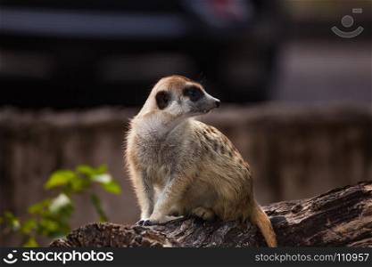 meerkat (Suricata suricatta) sitting on the timber hole