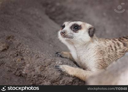 meerkat (Suricata suricatta) sleeping under the timber hole
