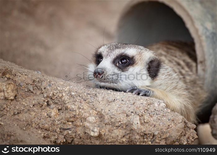 meerkat (Suricata suricatta) sleeping under the timber hole