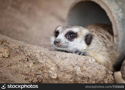 meerkat (Suricata suricatta) sleeping under the timber hole