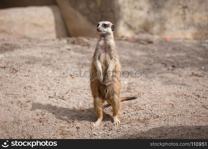 meerkat (Suricata suricatta) standing on sand ground for guarding and safety