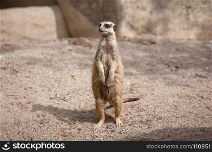 meerkat (Suricata suricatta) standing on sand ground for guarding and safety