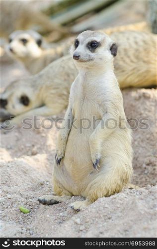 Meerkat (Surikate) standing on the stone