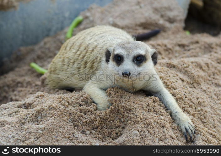 Meerkat (Surikate) standing on the stone