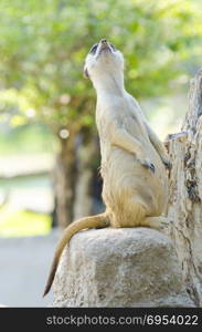 Meerkat (Surikate) standing on the stone