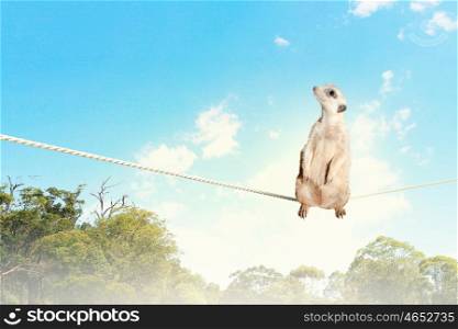 Meerkat walking on rope. Image of meerkat walking on rope high in sky