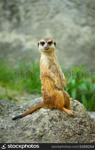 Meerkat watching over his family in zoo