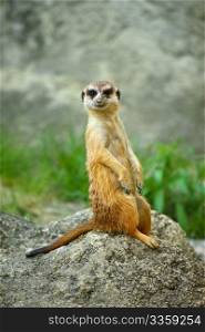 Meerkat watching over his family in zoo
