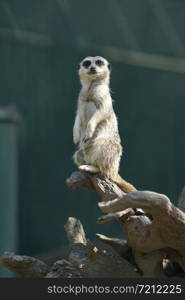 Meerkats at Mogo zoo, Tomakin road, Mogo, New South Wales in Australia. Meerkats at Mogo zoo, Tomakin road, Mogo, New South Wales, Australia