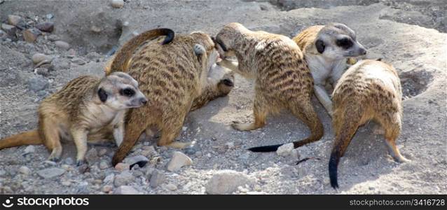 Meerkats family playing
