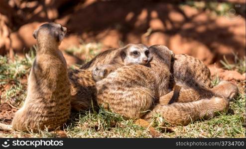 Meerkats huddled together with one on guard, and another alert and on the lookout