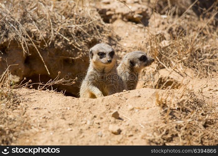 meerkats or suricate watching out for danger