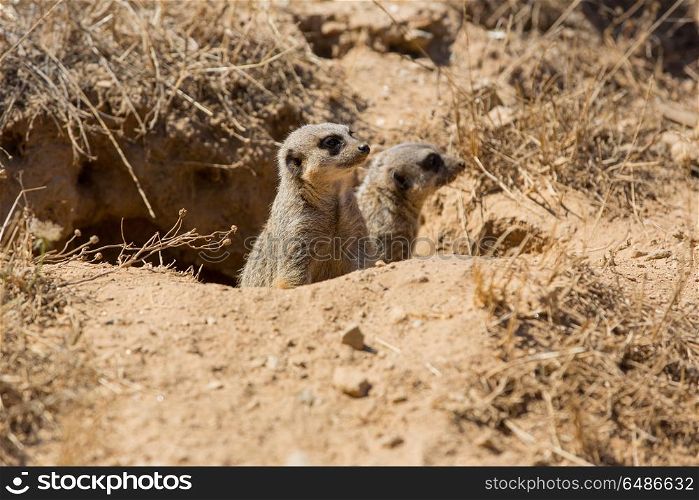 meerkats or suricate watching out for danger. meerkats