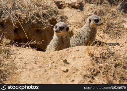 meerkats or suricate watching out for danger. meerkats
