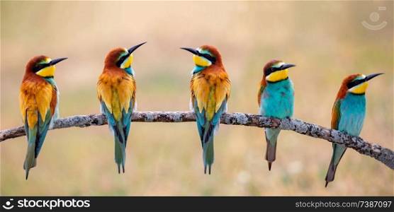 Meeting of four bee-eaters on a branch 