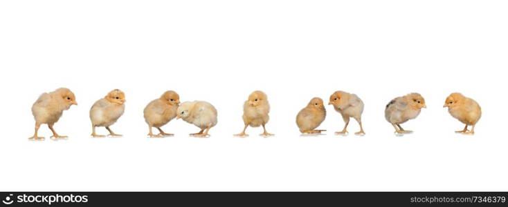 Meeting of yellow chickens at Easter isolated on a white background