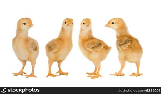 Meeting of yellow chickens isolated on a white background