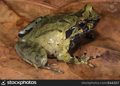Megophryus species of frog from arunachal pradesh